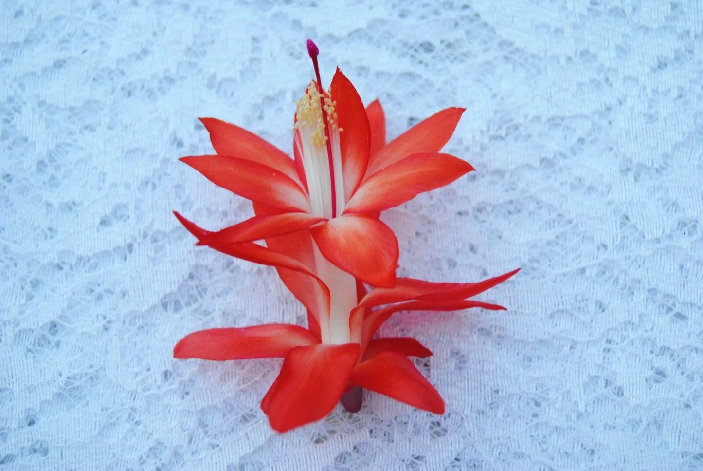 Christmas Cactus Starter Plant - Samurai Schlumbergera Truncata - Healthy Well-Rooted Holiday Decor