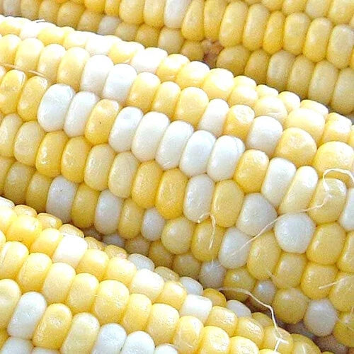 Peaches & Cream Corn Seeds Non-GMO Hybrid Bicolor Sweet Zea mays for Home Garden, Canning, and Fresh Eating