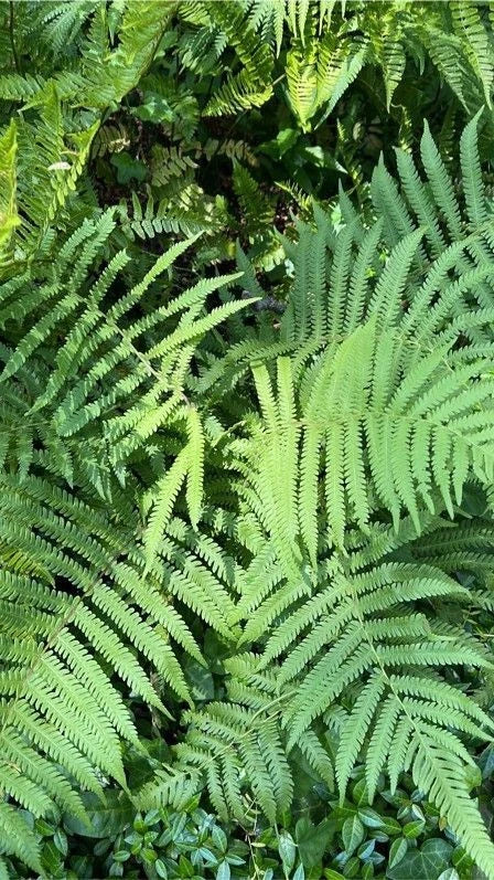 Kunth's Maiden Fern Live Plants - 5 Pack - Thelypteris kunthii - Southern Native Shade Fern for Moist, Rich Soil