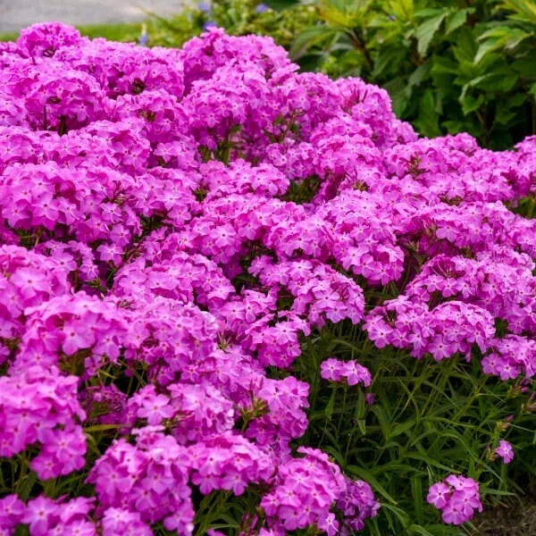 Ultrapink Phlox Seeds - 100+ Pack, Vibrant Garden Flowers, Phlox paniculata, Attracts Pollinators, Easy to Grow, Summer Bloom