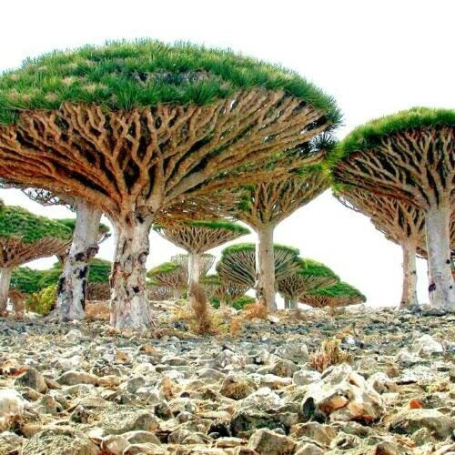Dragon Tree Seeds - 10 Dracaena Draco Seeds for Indoor and Outdoor Growing