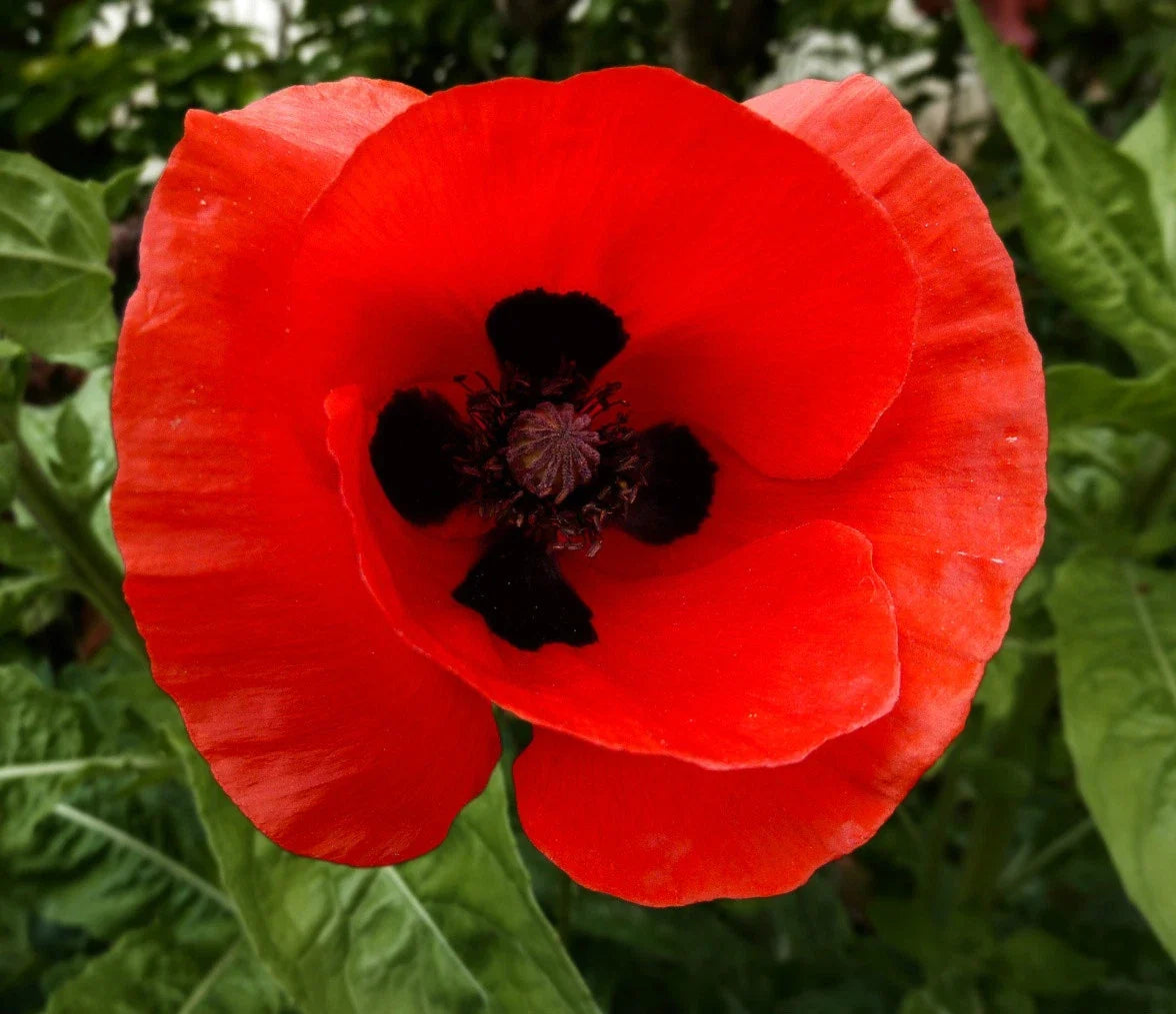 Corn Poppy Seeds Pack of 100 - Red with Black Center - Papaver rhoeas - Wildflower, Garden Border, Bee & Butterfly Attractant