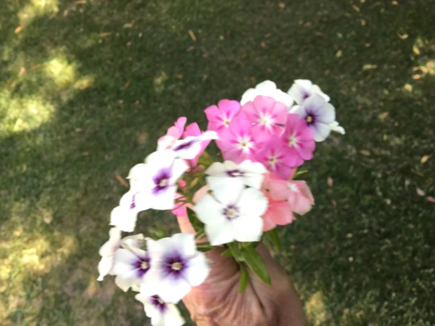 Phlox Long Stem Seeds Pack of 40 - Phlox paniculata Cutting Variety for Garden