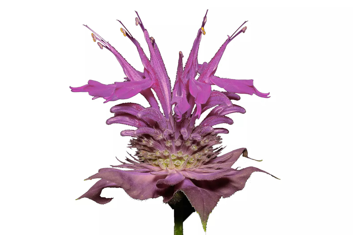 Bergamot Wild Seeds | Bee Balm Perennial Herb & Flower | Monarda fistulosa | Pollinator Attracting, Culinary & Medicinal Plant