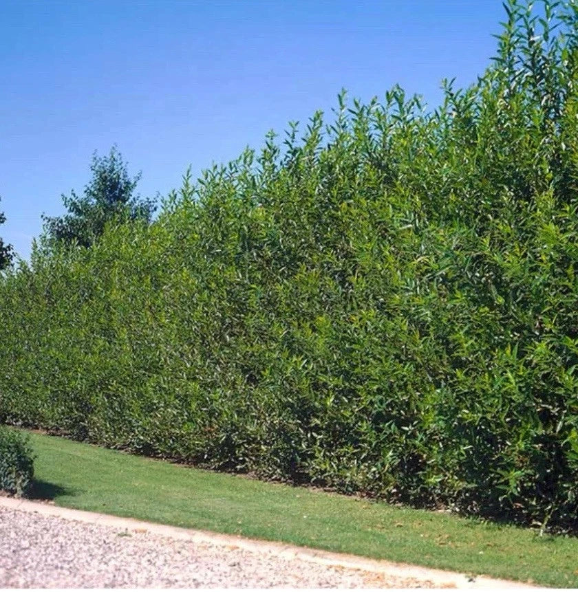 40 Fresh Cut Austree Hybrid Willow Tree Cuttings – Fast Growing, Thick Salix × matsudana for Privacy & Windbreaks