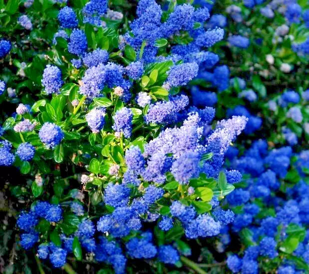 Ceanothus California Lilac Live Starter Plant Fragrant Blue Evergreen Shrub, Ceanothus spp.