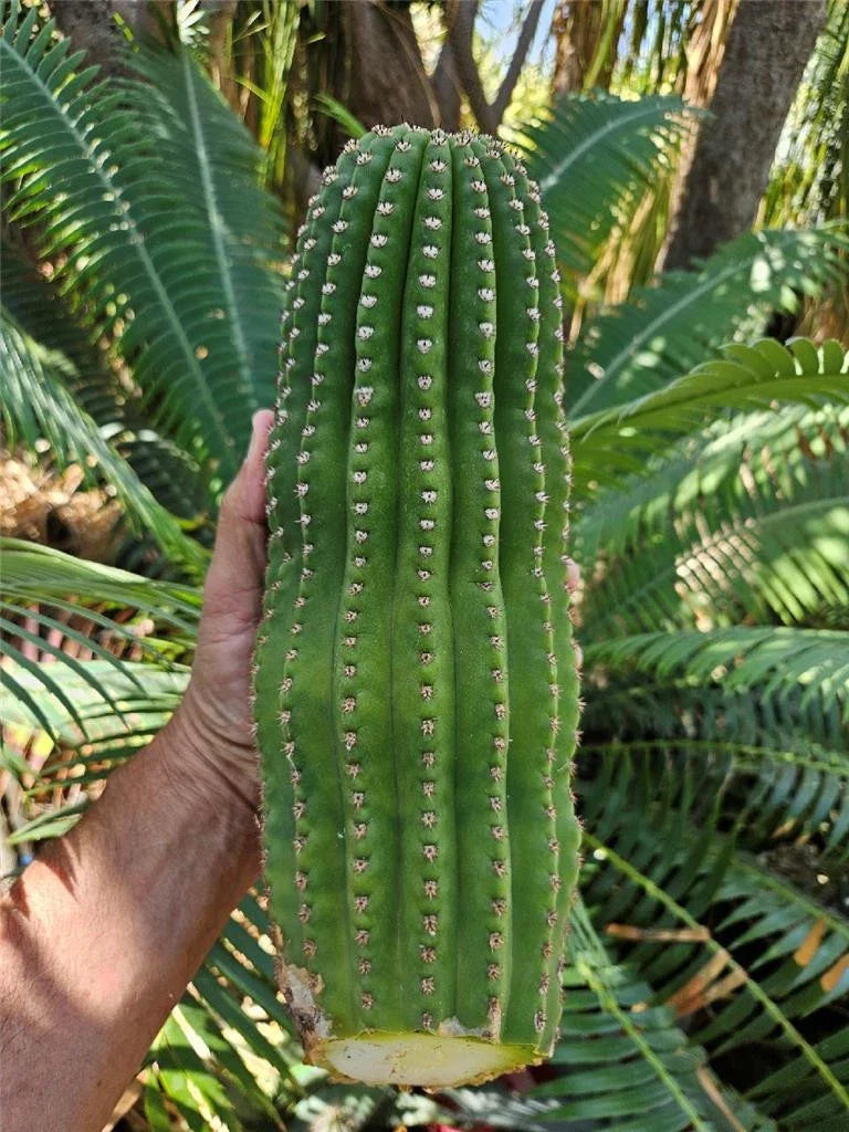 Echinopsis Hybrid Riverside Cactus Cutting 12x4 Inches Unrooted Succulent Plant Echinopsis spp.