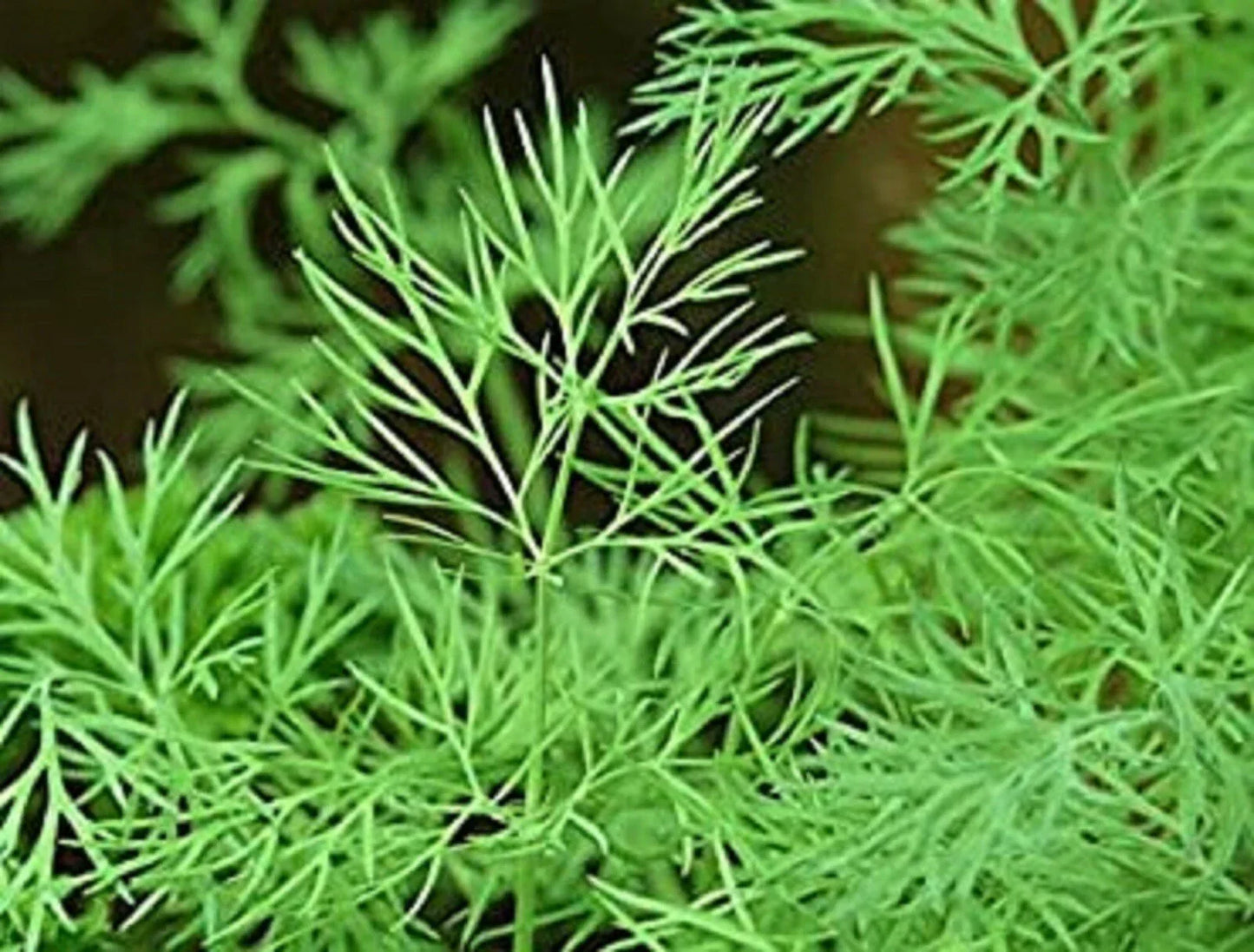 Dukat Dill Seeds 200+ Non-GMO Heirloom Anethum graveolens for Home Gardening