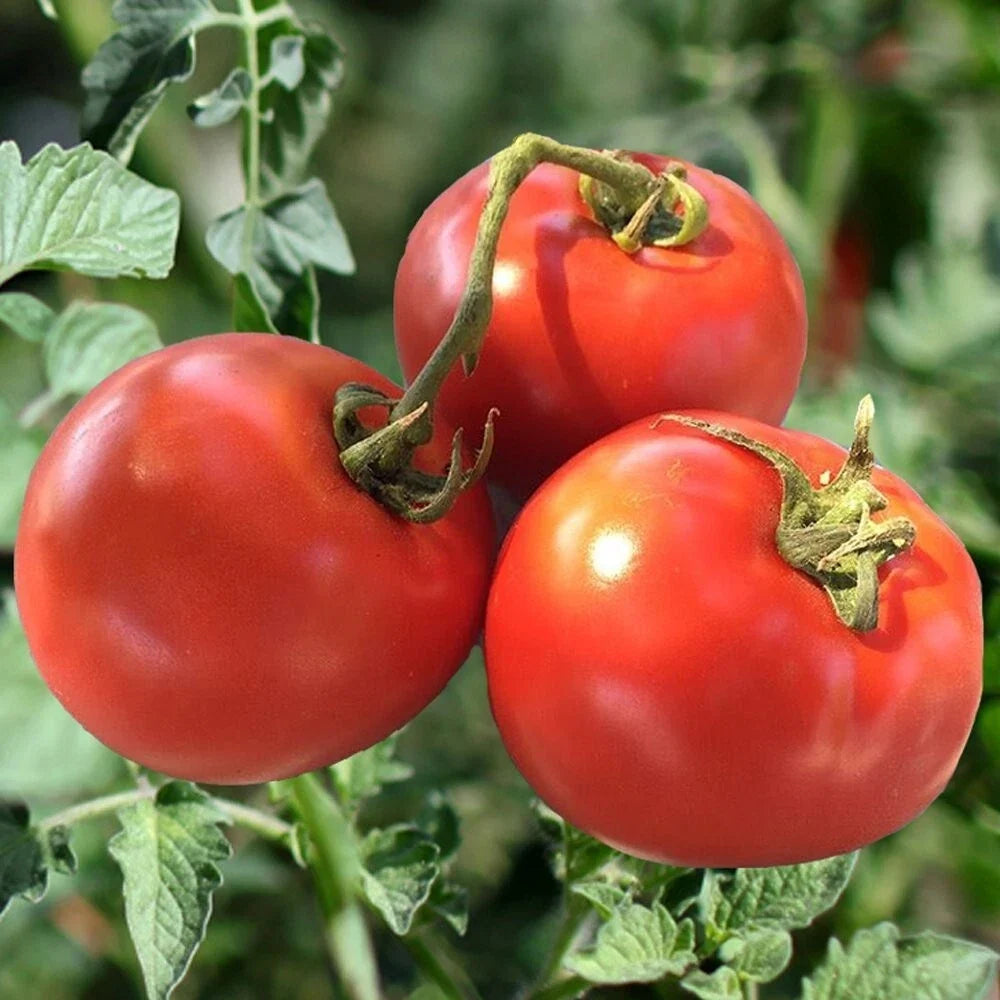 Heirloom Tomato Seeds – Organic, Non-GMO, Drought Resistant – Solanum lycopersicum, Full Sun, High Yield, Home Garden