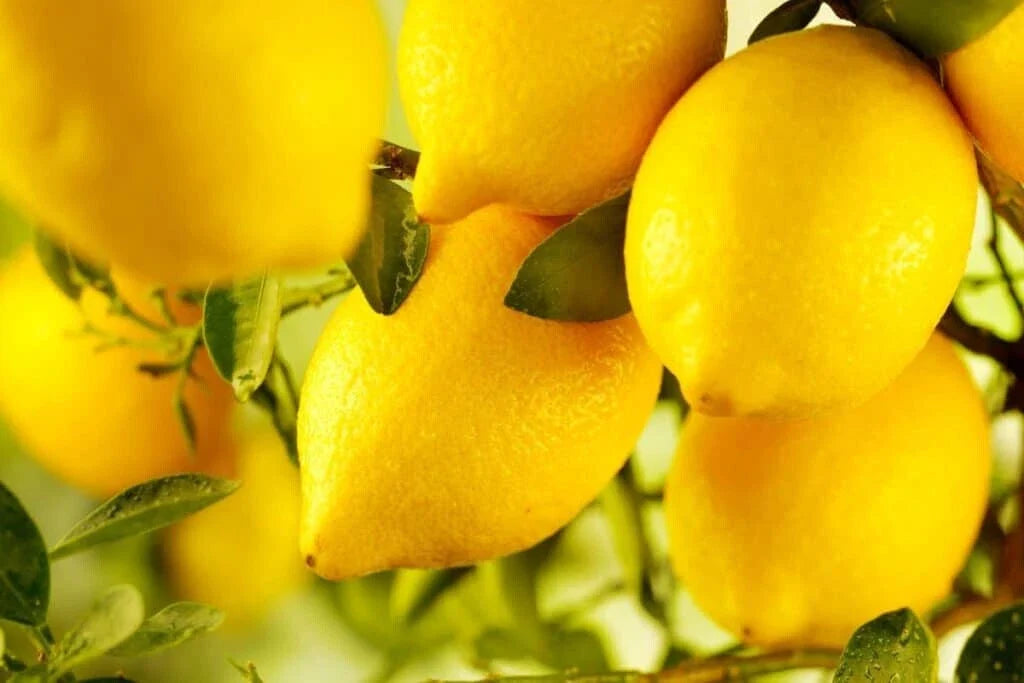 Villafranca Lemon Seeds - Citrus limon Fruit Tree for Garden Planting, 5+ Seeds, USA Grown, Juicy Lemons, Fast Shipping