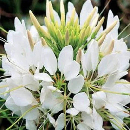 Cleome White Queen Seeds - 100 Count - Hassleriana Spider Flower - Easy to Grow Annual