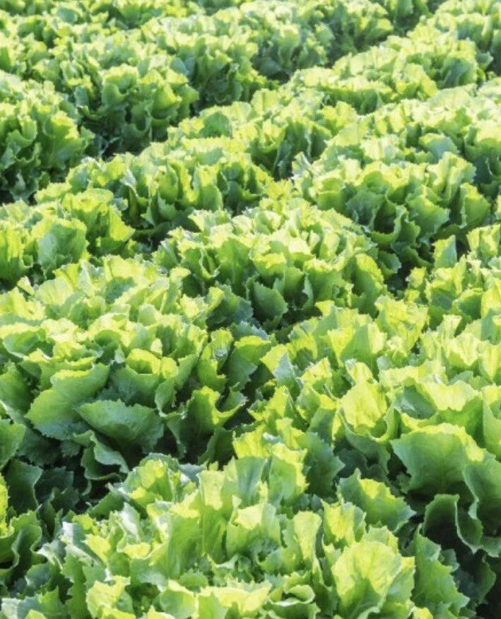 Broadleaf Batavian Endive Seeds - 2000+ Non-GMO Cichorium endivia for Gardening