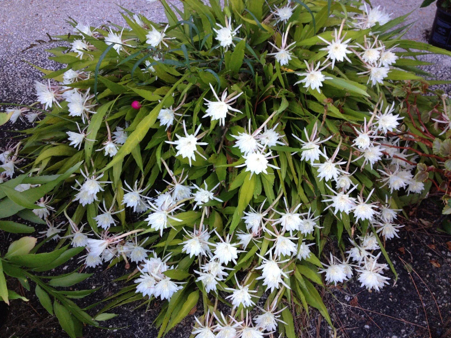 Cereus Night Blooming Cactus Live Rooted Plant 7-8” - Fragrant Night Flowering Cactus
