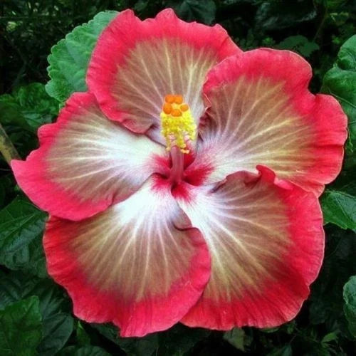 Hibiscus Seeds - 20 Perennial Flower Seeds in White, Pink, Red Varieties - Hibiscus rosa-sinensis - Garden, Landscape, Butterfly Attracting