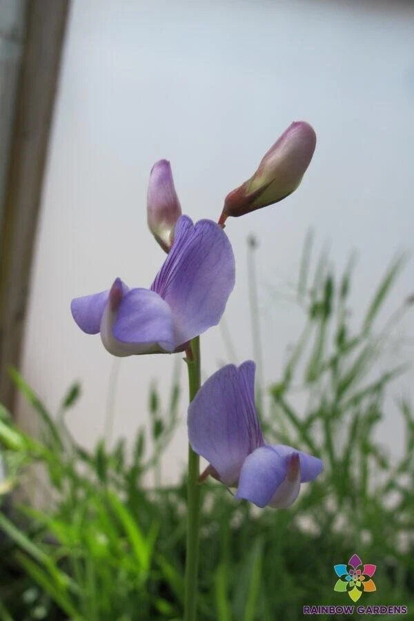 Lathyrus paranensis Annual Sweet Pea Seeds – Heirloom, Non-GMO, Climbing Vine, Garden Flower Seeds, 50+ Seeds Pack