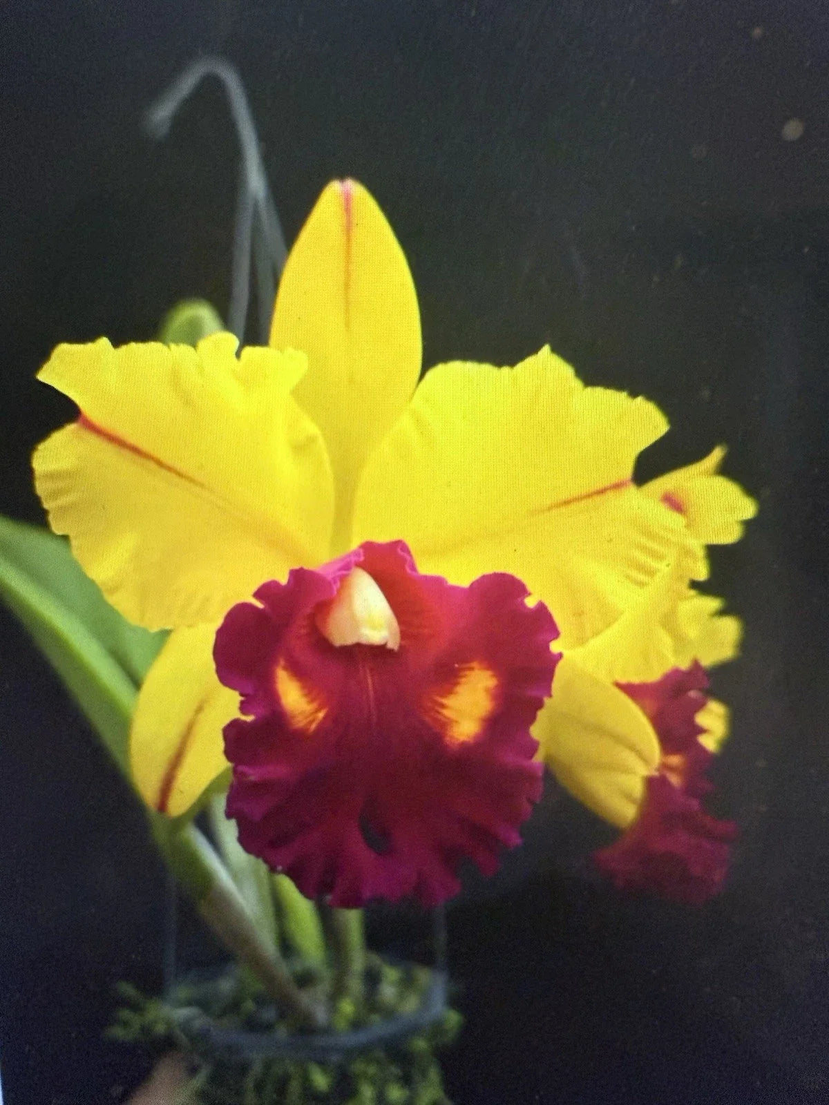 Orchid Plant 2" Pot Blc Tainan Gold Hawaii Brassolaeliocattleya Tropical Blooming Orchid