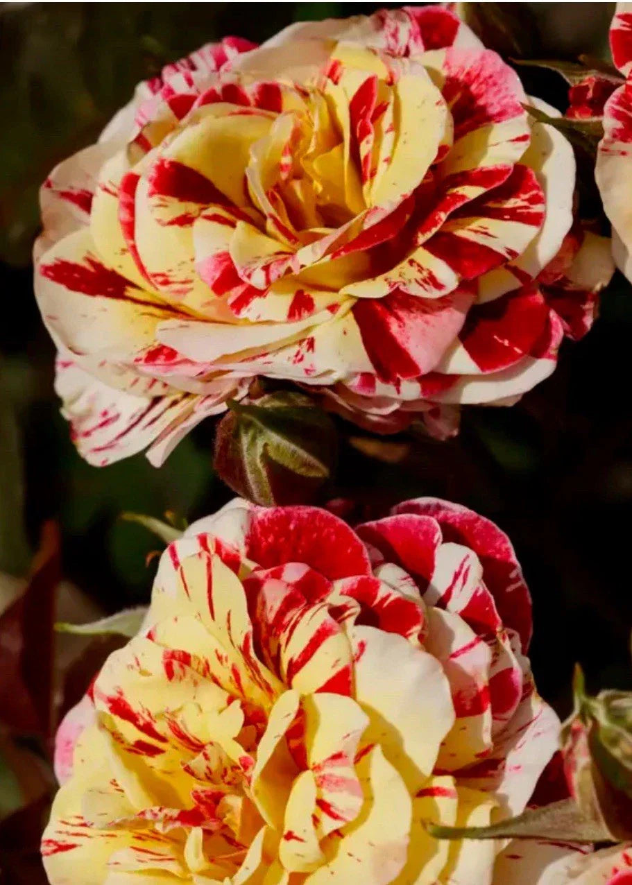 George Burns Floribunda Rose Starter Plant | Multi-Color Striped Live Bare Root Garden Rose