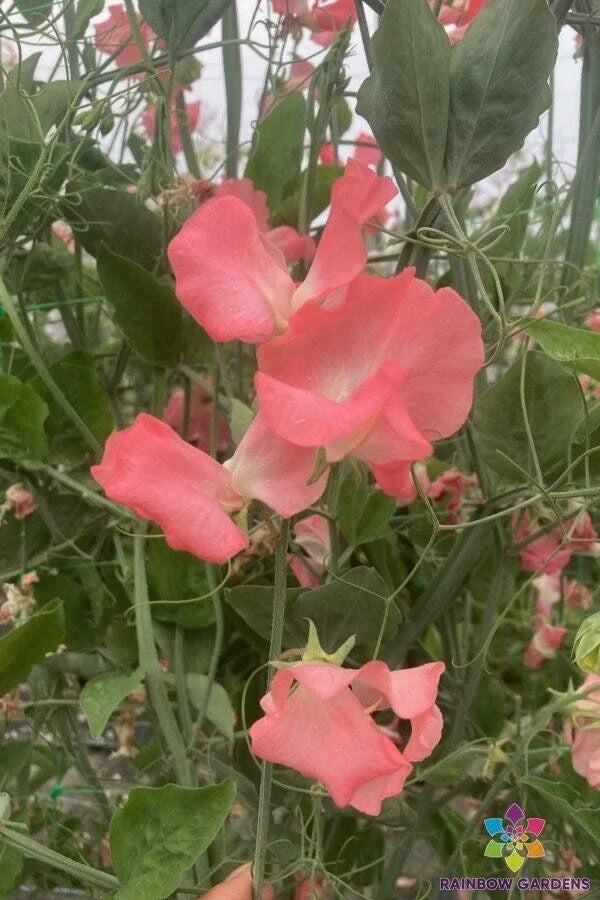 Rowallane Sweet Pea Seeds - 50+ Pack, Fragrant Lathyrus odoratus, Climbing Annual Flower for Garden Borders & Trellises