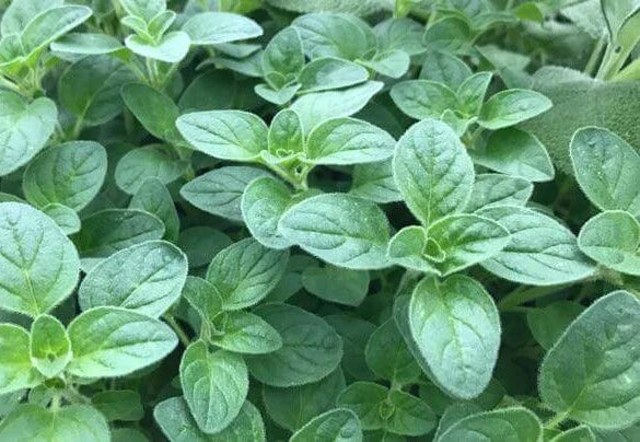 Italian Oregano Seeds 500+ Heirloom Origanum vulgare for Culinary Use USA