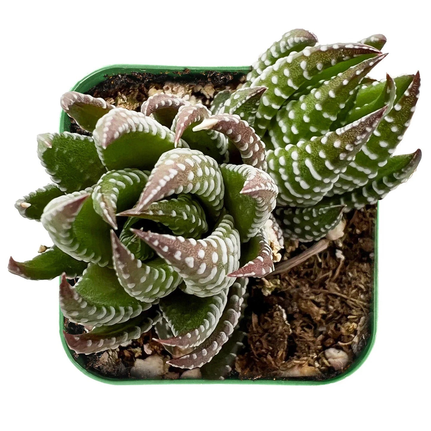 Live Haworthia coarctata Succulent Plant in 2'' Pot, Indoor Green Houseplant, Low Maintenance Rosette Succulent