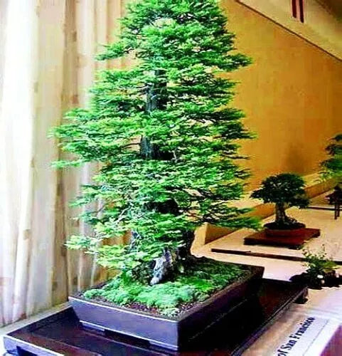 California Coast Redwood Seeds - Giant Sequoia Bonsai - Sequoiadendron giganteum - 20 Seeds for Gardening