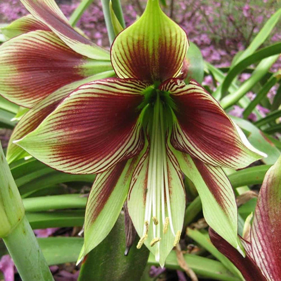 Amaryllis Bulb Medium 15-18 cm Hippeastrum papilio Butterfly Flower Live Plant for Indoor Garden