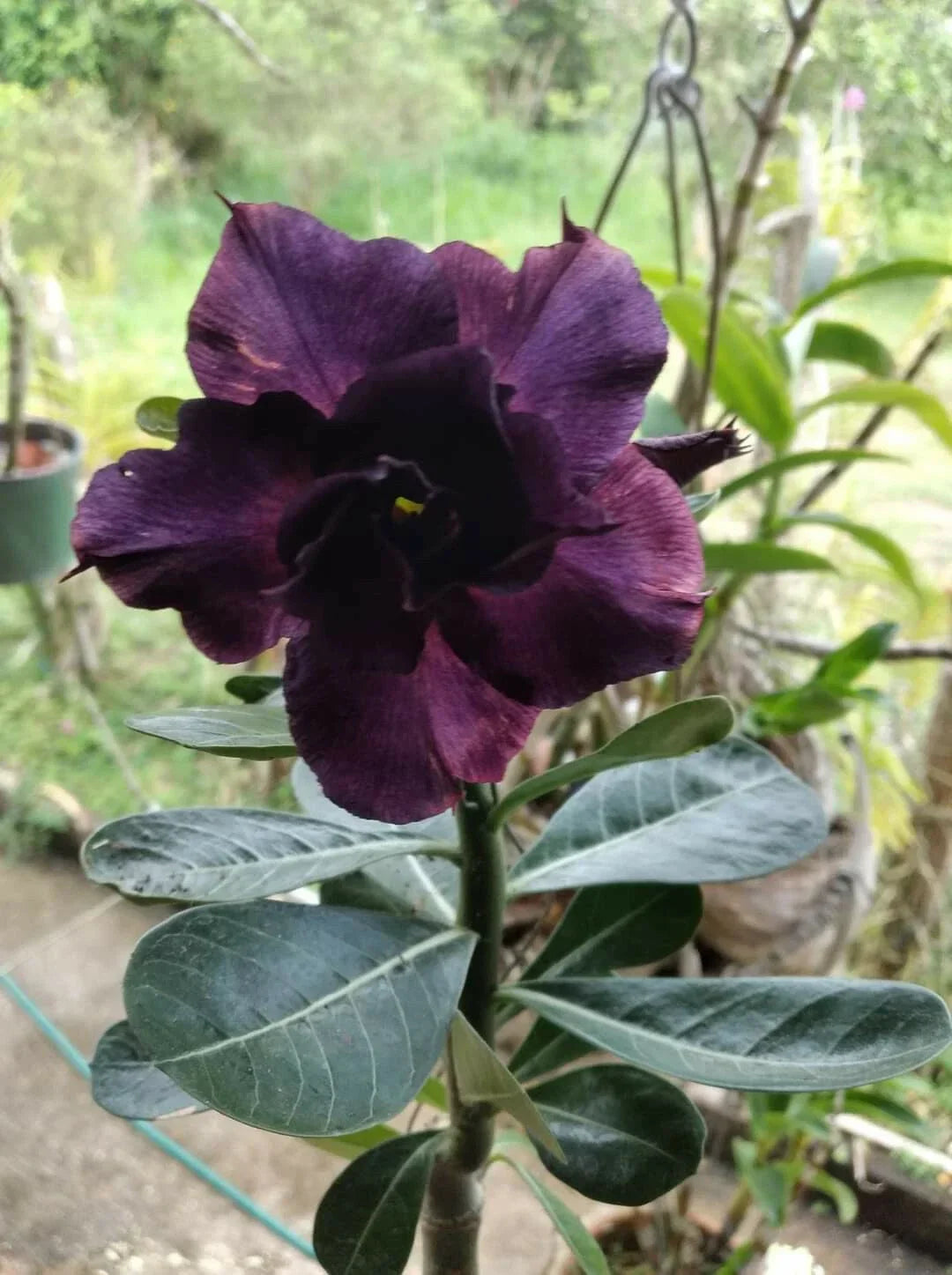 Desert Rose Seeds 12 Pack - Purple Adenium Obesum Flower Seeds