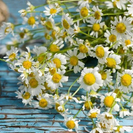 Roman Chamomile Seeds - 500 Non-GMO Heirloom Perennial for Herbal Tea & Fragrant Blooms (Chamaemelum nobile)