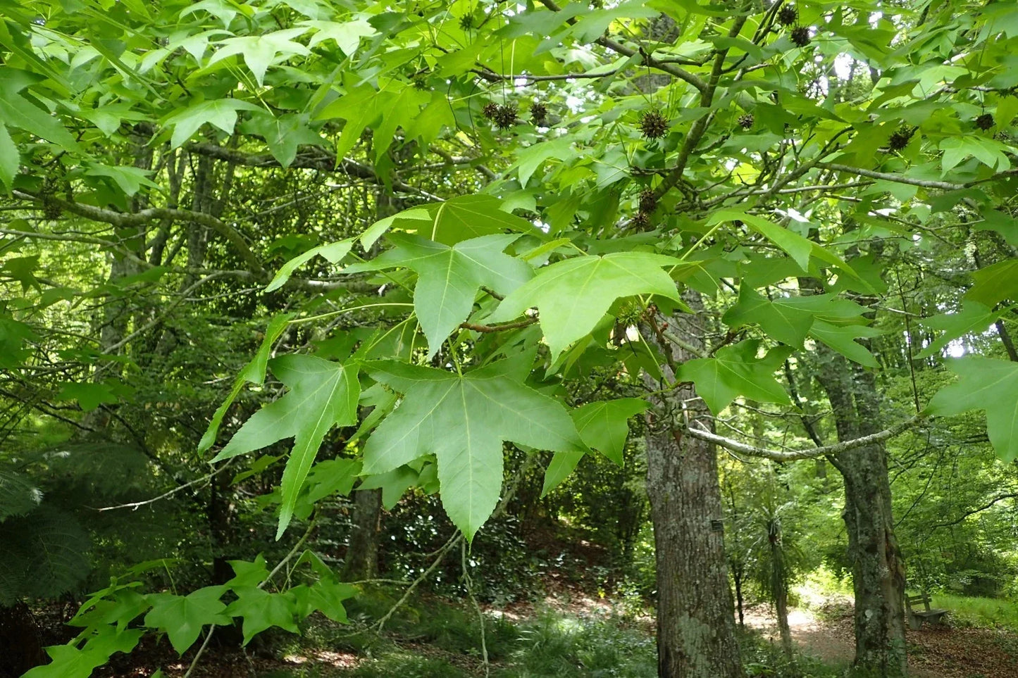 American Sweetgum Seeds - 30 Pack Liquidambar styraciflua for Landscaping & Shade, Fast-Growing Tree