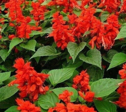 Scarlet Sage Flower Seeds - Salvia Coccinea, 200+ Seeds, Free Shipping