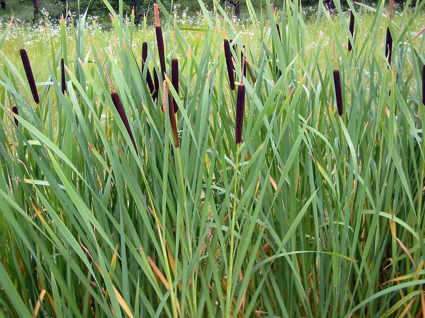 Cattail Seeds - 2000 Count - Typha latifolia - Fresh Harvest for Wetland Gardens