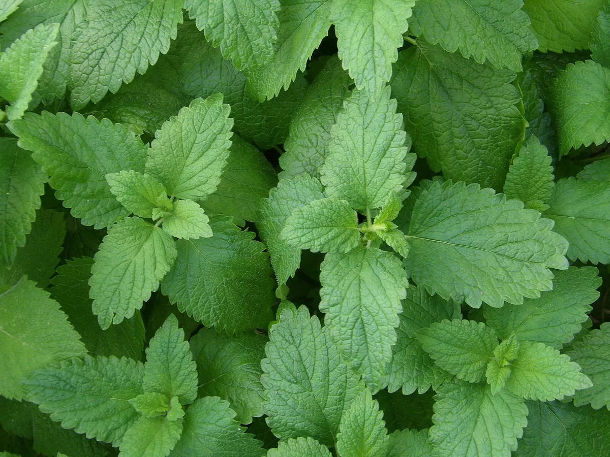 1000 Non-GMO Lemon Balm Seeds - Melissa officinalis Herbal Garden Seeds