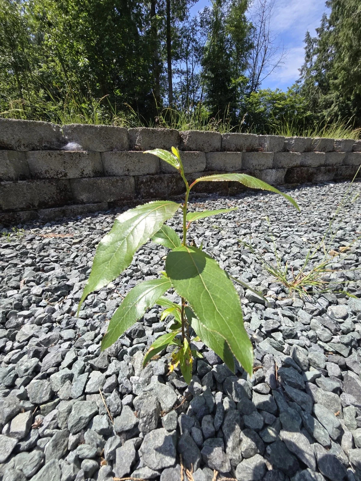 Black Cottonwood Bare Root Tree 6-9" Populus trichocarpa, Eco-Friendly Live Plant for Landscaping & Wetland Restoration