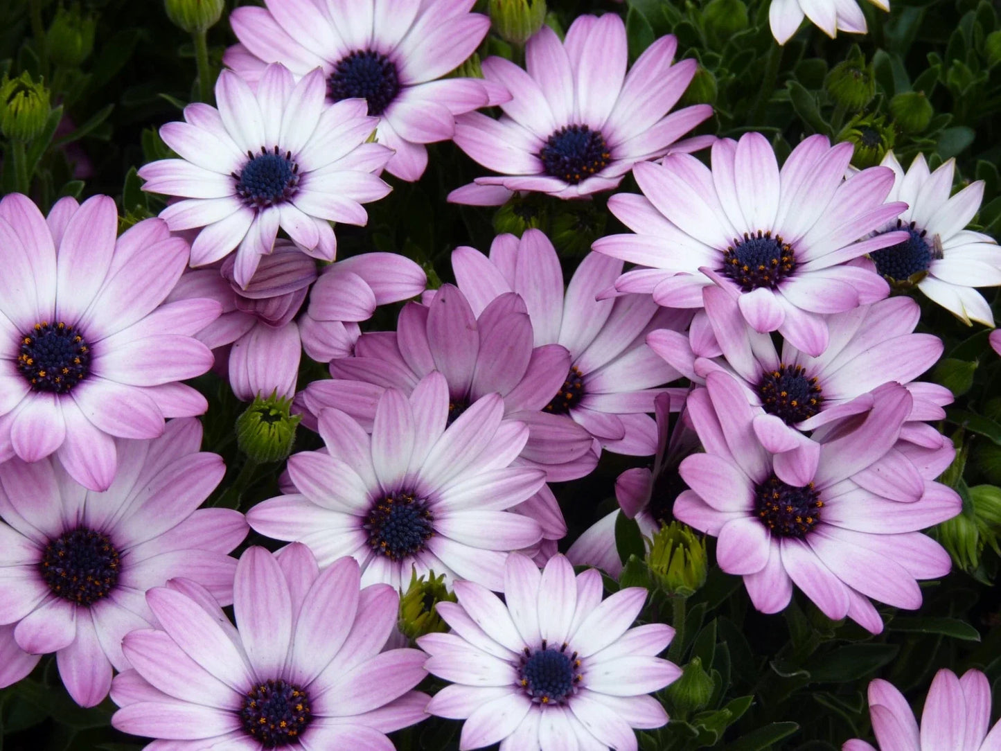 Cape Daisy Seeds - 200+ White & Purple Osteospermum ecklonis Garden Flowers for Beds & Containers