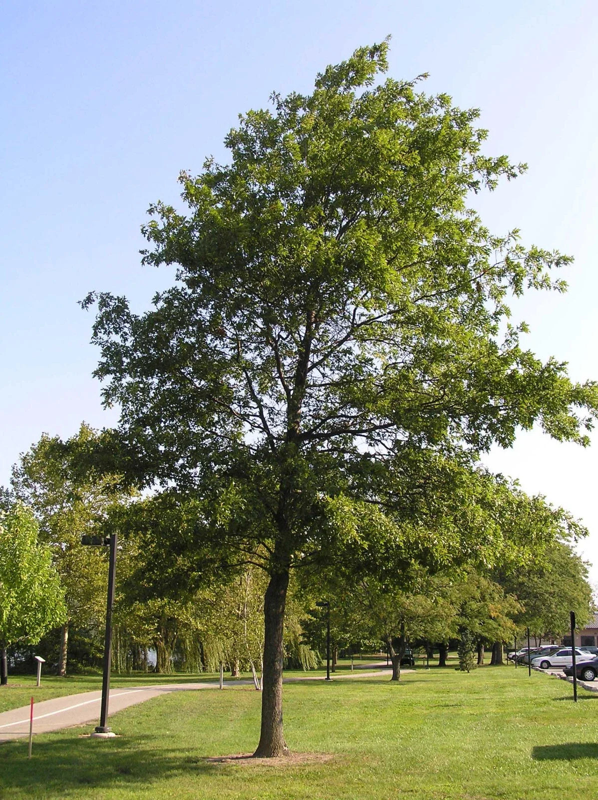 Pin Oak Tree Seedling 4-8 Inches, Quercus palustris, Bare Root Live Plant for Gardening & Landscaping