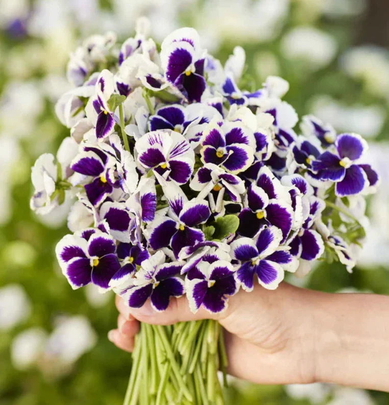 Pansy Seeds - 200 Count - Swiss Giants SILVERBRIDE Purple Blue - Cool Weather Container Plant