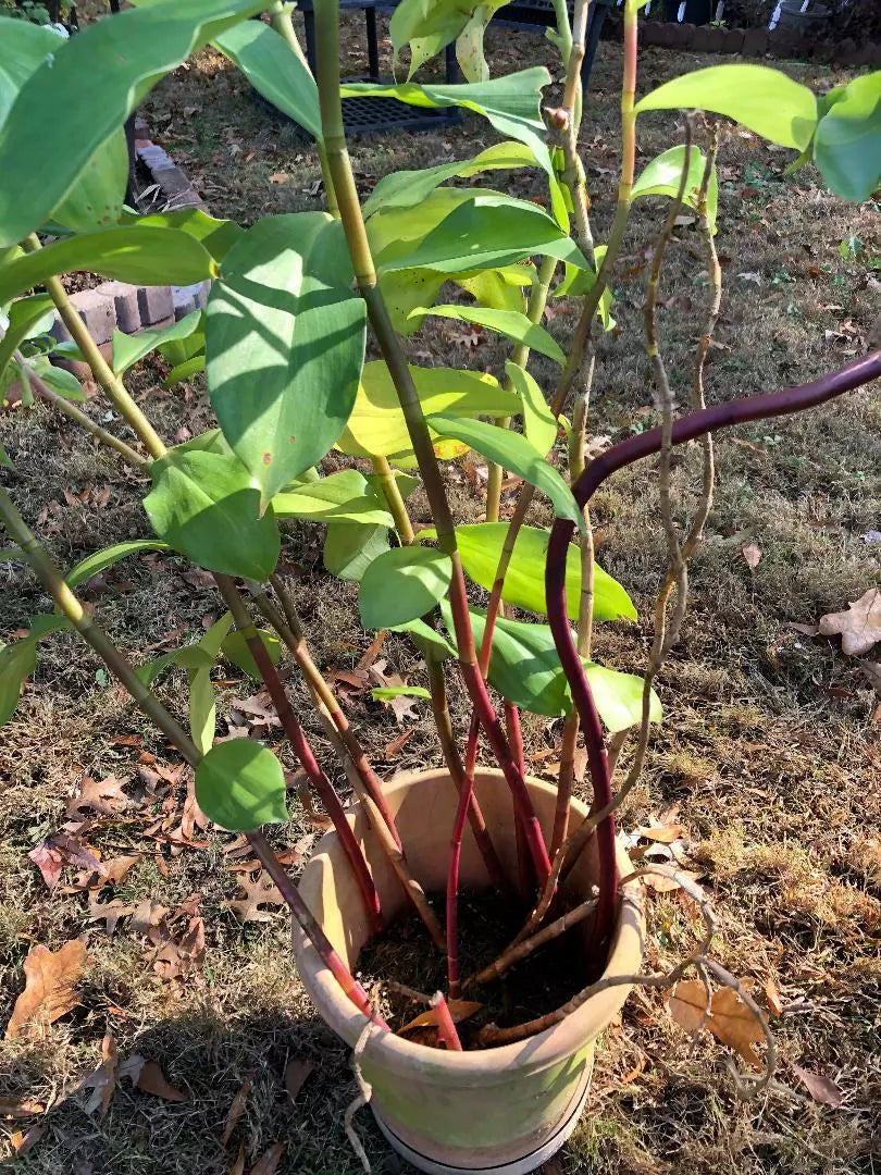 Costus Igneus Insulin Plant Cuttings - 3 Pieces, 6-8" Long, Fiery Spiral Varieties