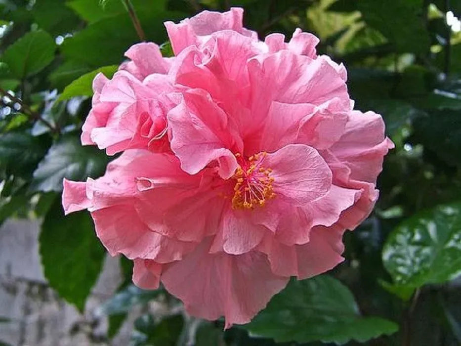 Double Pink Hibiscus Seeds – Perennial Hardy Flower Garden Seeds – Hibiscus rosa-sinensis – Vibrant Blooms, Easy to Grow