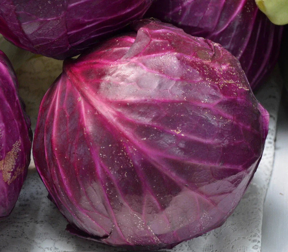 Red Acre Cabbage Seeds Non-GMO Coleslaw Variety Brassica oleracea