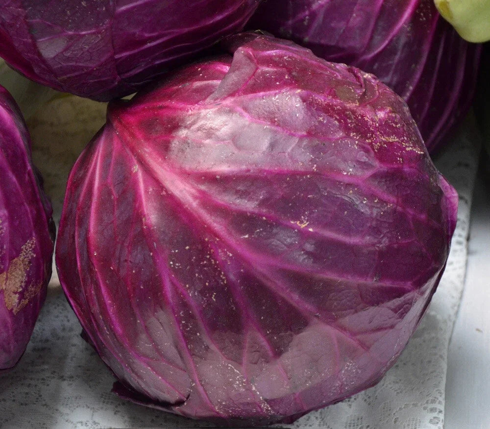 Red Acre Cabbage Seeds - Non-GMO Coleslaw Variety, Brassica oleracea, Compact Growth, Multiple Sizes