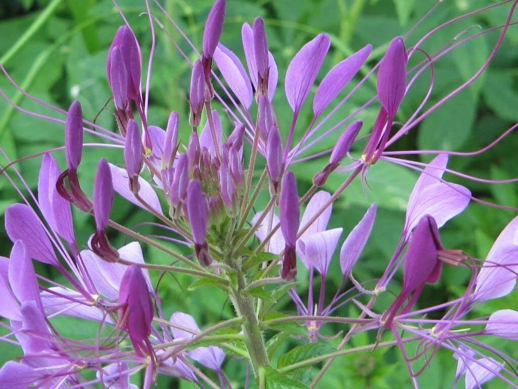 Cleome Purple Spider Plant Seeds - Non-GMO Pollinator-Friendly Seeds for Bees & Butterflies - Cleome hassleriana, Annual, 20-500 Pack