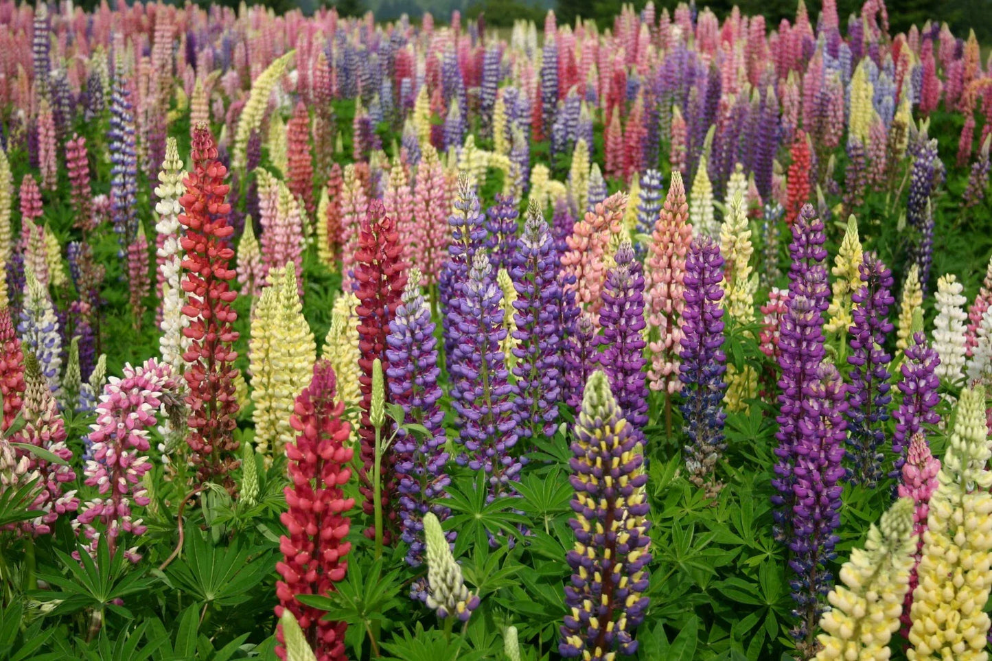 Russell Lupine Seeds - Mixed Colors | Lupinus polyphyllus Non-GMO Garden Flower Seeds