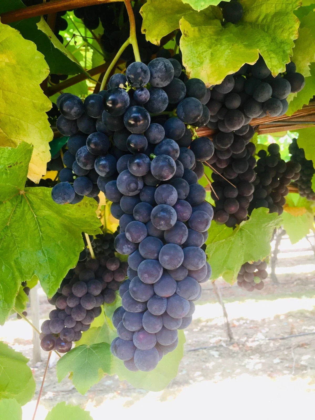 Thomcord Seedless Table Grape Cuttings - 5pcs Vitis labrusca - US Seller