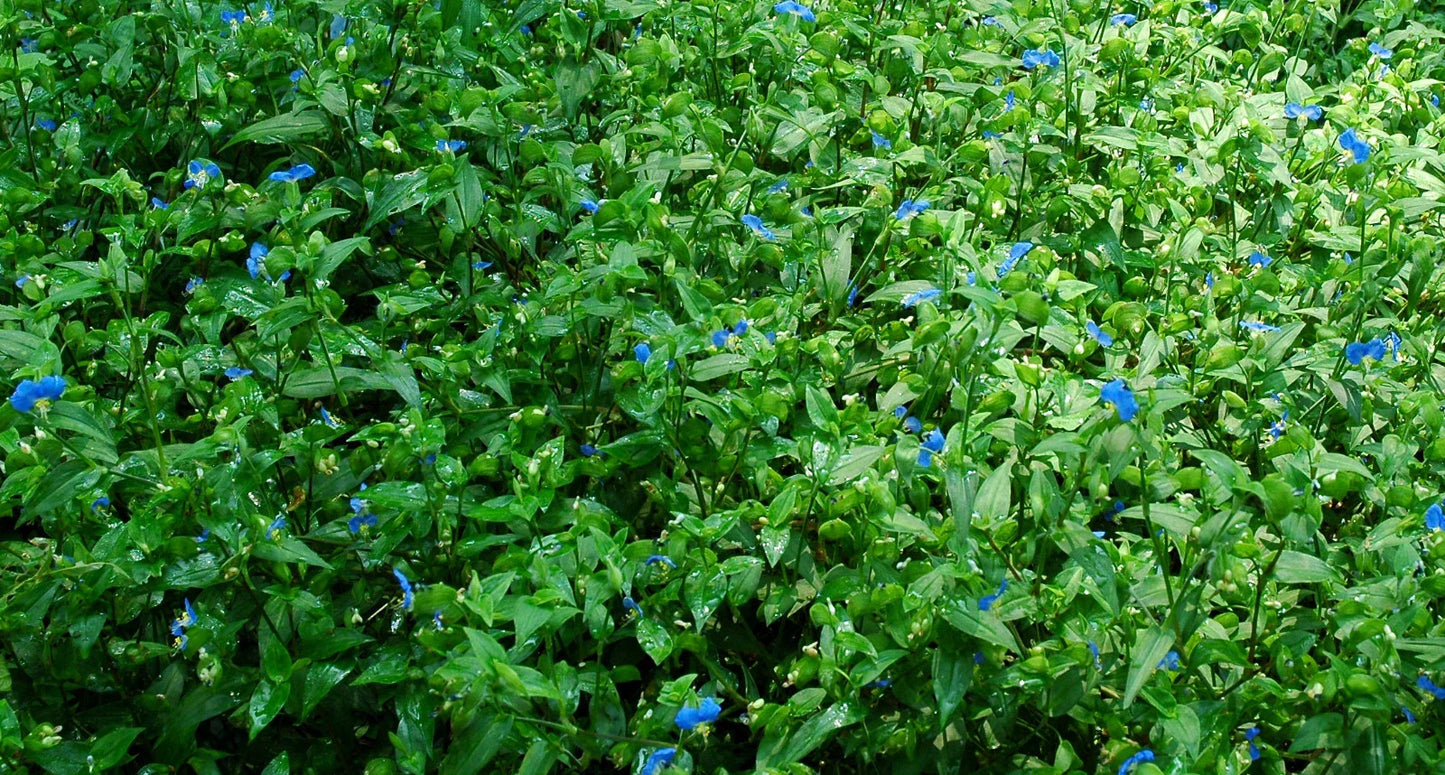 Spiderwort Day Lily Cuttings 10x - Blue Flower Commelina Wandering Jew Plant