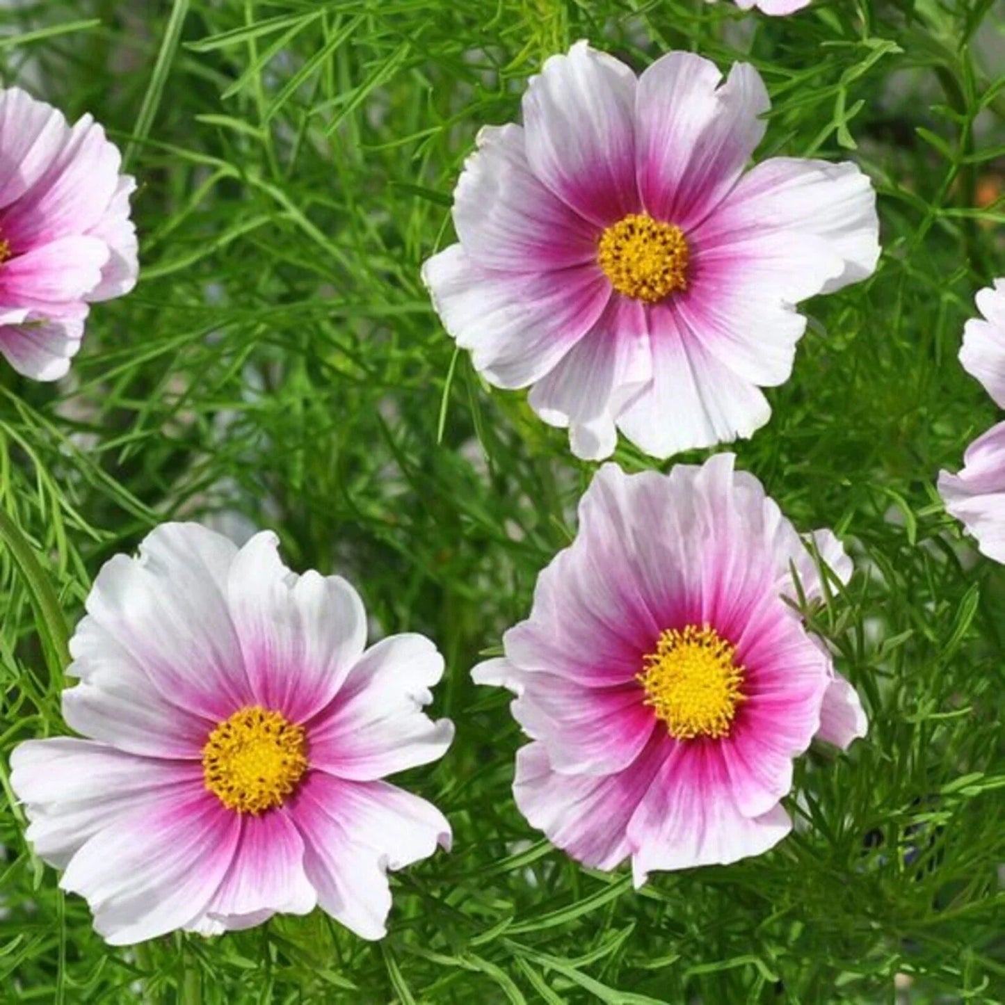 Cosmos Daydream Seeds 100 Ct - Butterfly Attracting Cosmos bipinnatus - USA Seller