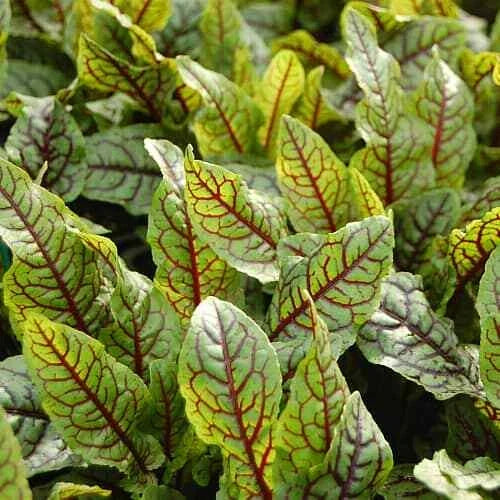 Red Veined Sorrel Seeds | Heirloom Non-GMO Herb Seeds | Rumex sanguineus | Organic Gardening, Edible Herb, Perennial, Clumping