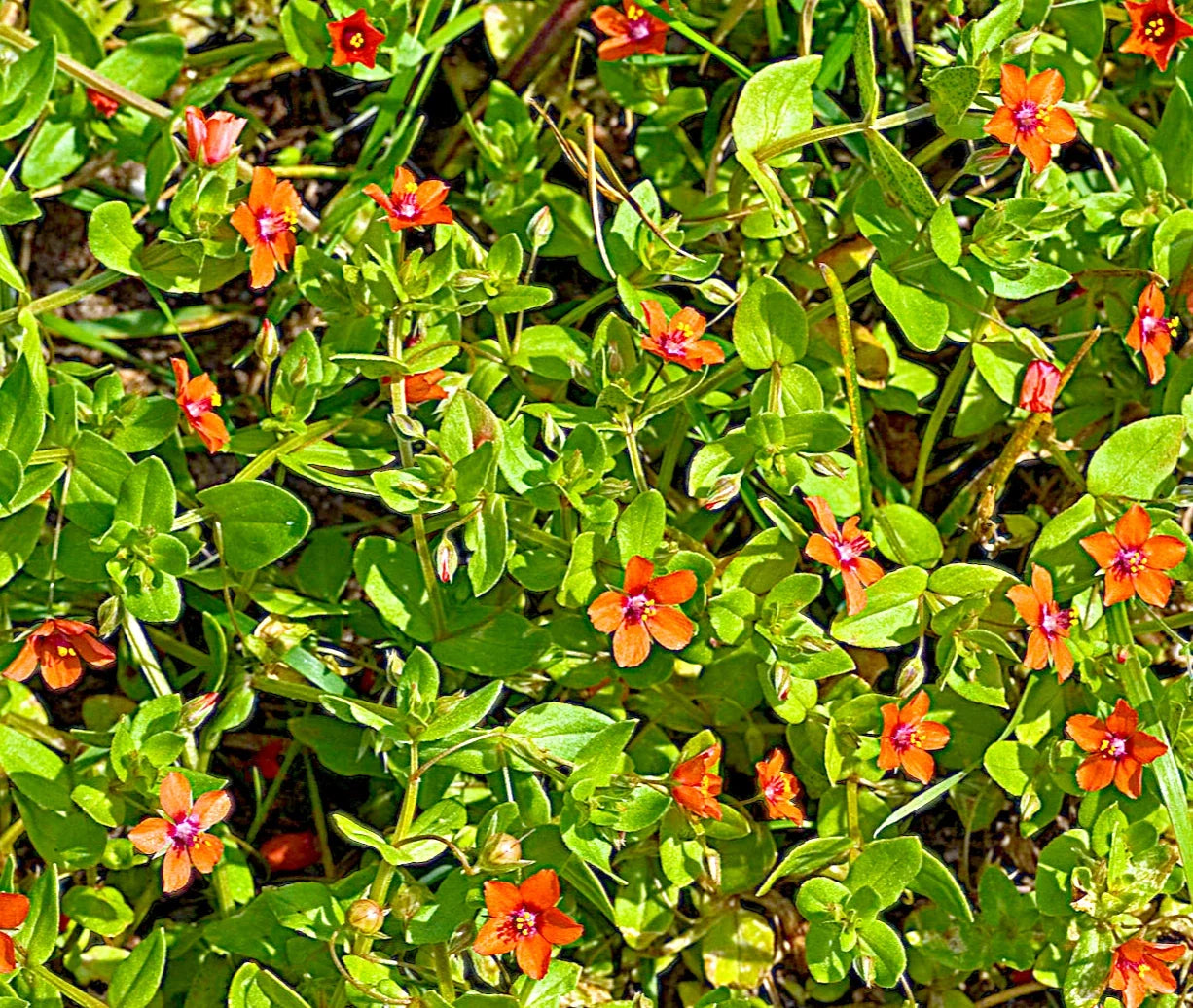 Scarlet Pimpernel Herb Seeds - 100+ Anagallis arvensis Annual Flower for Garden Borders & Containers