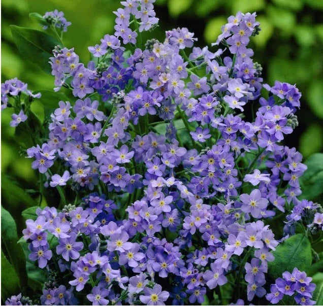 Forget Me Nots Seeds - Ultramarine Dwarf Blue - Non-GMO Biennial Perennial - 200 Seeds - Myosotis sylvatica