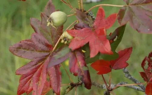 Guardsman Crabapple Seeds - 25+ Malus 'Guardsman' Seeds for Garden Planting USA