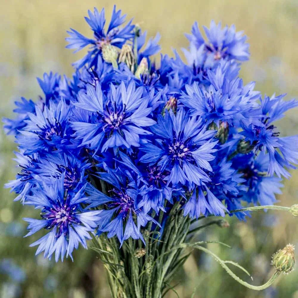 Cornflower Seeds 200 Count | Centaurea Cyanus Wildflower | USA Seller